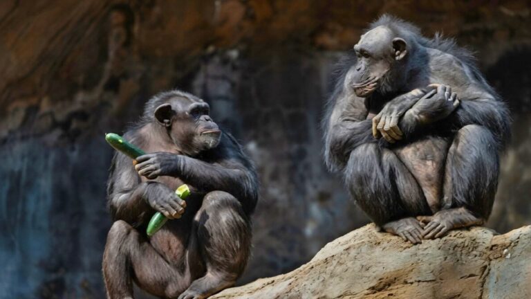 Scientists rethink long-held assumptions about primate behavior