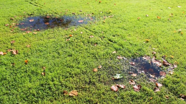 I ignored the low spot in the yard until standing water made it obvious