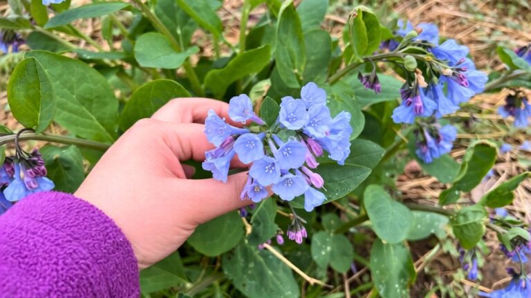 10 Landscaping Choices That Look Good in March and Bad by June