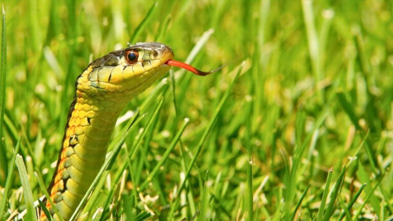 10 Yard Features That Invite Snakes Once the Weather Warms Up