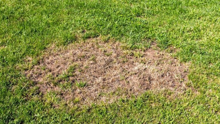 How I dealt with the bare patch in the yard the mower kept kicking dirt from