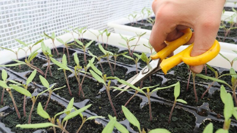 What I changed after my tomatoes kept getting too leggy and crowded