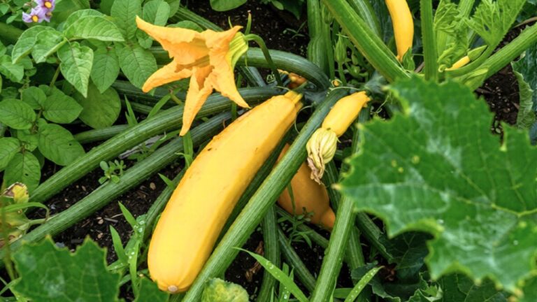 How I got better squash growth after planting it wrong the first time