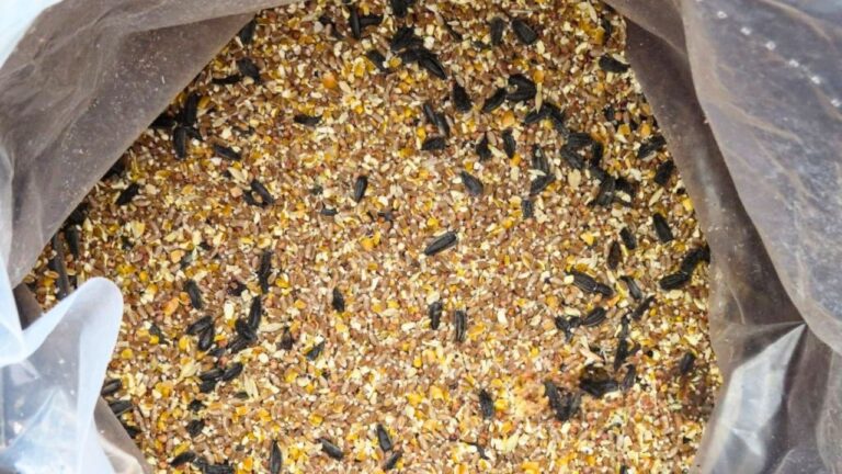 I stored birdseed in the shed and learned why that can go sideways fast