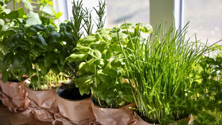 What worked after I realized the herbs were in the worst possible spot