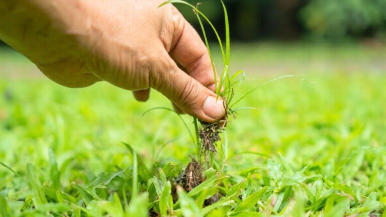 10 Signs Your Yard Is About to Turn Into a Weed Problem