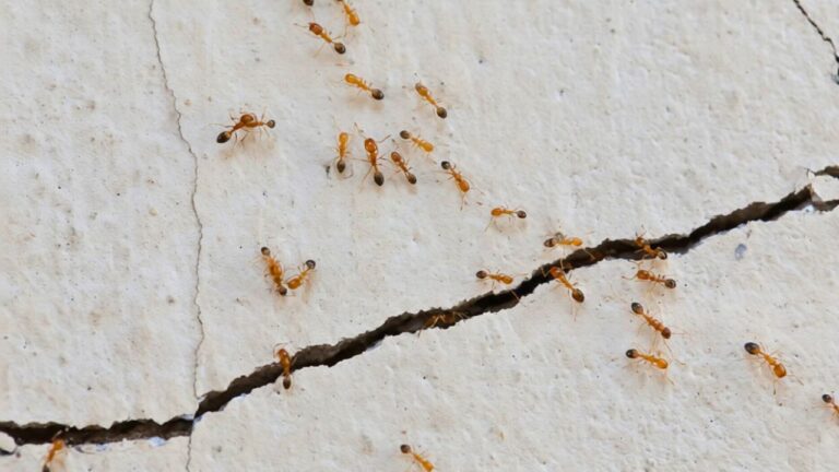 10 Places Ants Get In During Spring That Most People Miss