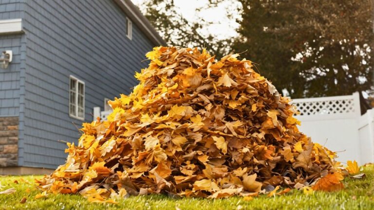 10 Spring Yard Cleanup Mistakes That Bring Pests Right Back