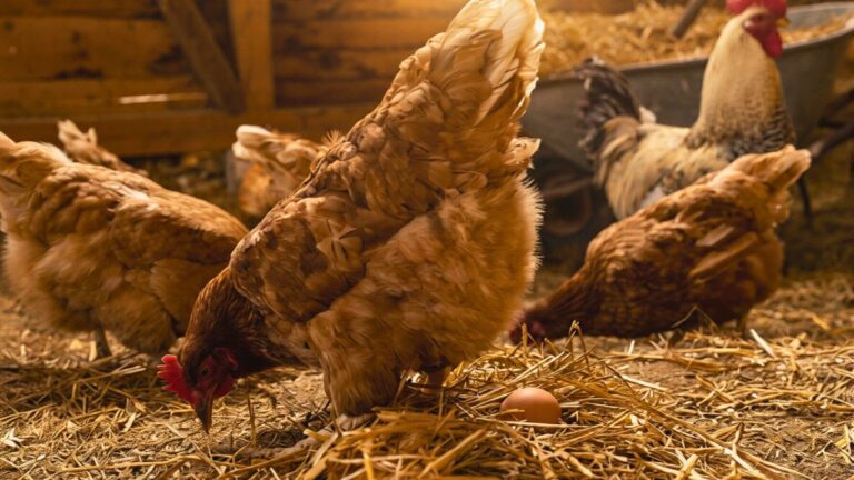 What helped when the chickens kept kicking bedding out of the coop