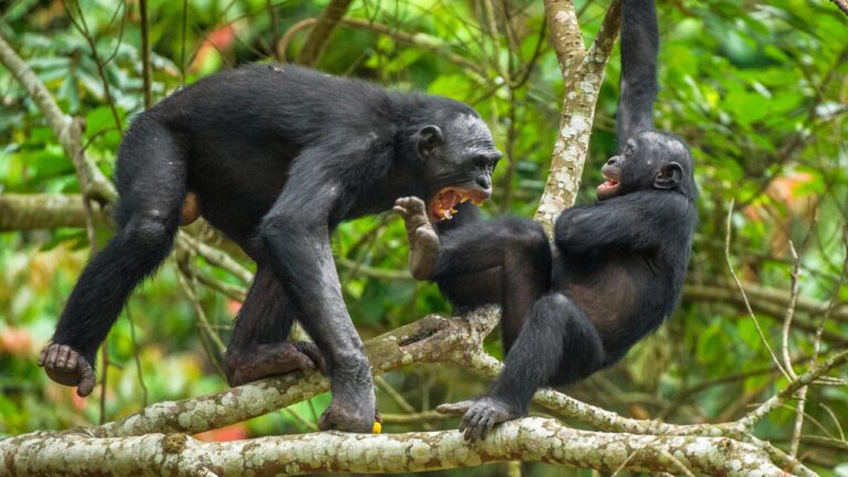 New study suggests bonobos may be less peaceful than previously believed