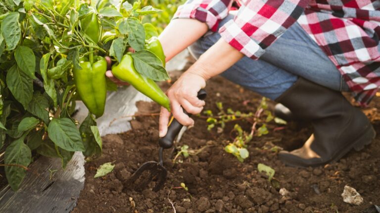 What I started doing when the peppers stopped growing the way I expected