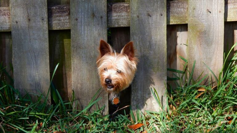 Man Says the Fence Company Left a Gap “Big Enough for His Dogs to Slip Through”