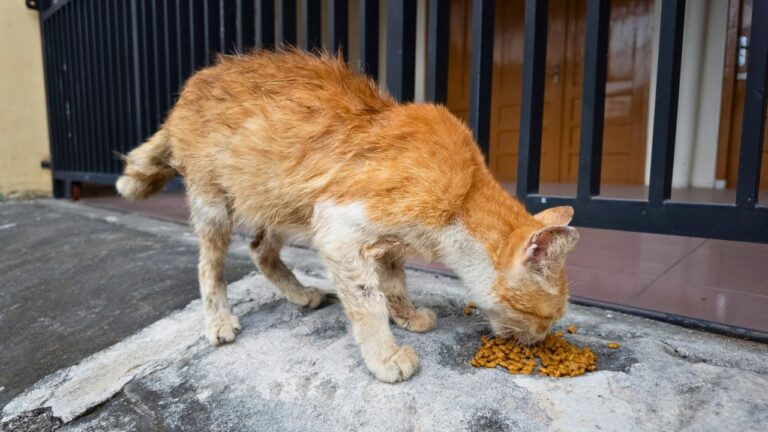 Woman Says Her Houseguest Started Feeding Scraps to Backyard Animals After She Asked Him Not To