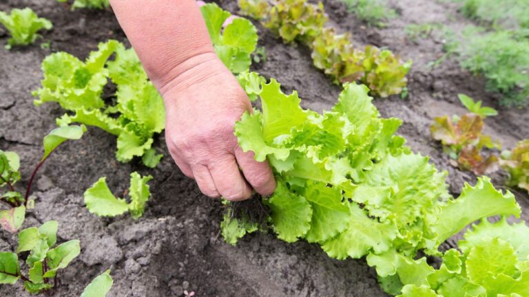 Woman Says Her Friend Offered to Help With the Garden and Pulled the Wrong Plants