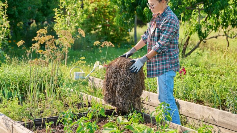 What finally helped when my raised beds kept drying out by noon