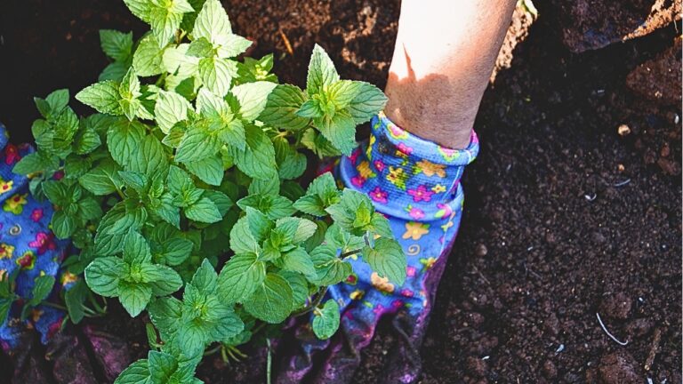 I planted mint next to the tomatoes and spent months trying to contain it