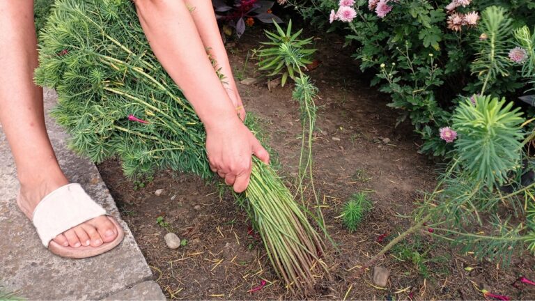 My Neighbor Started Pulling Plants Out of My Flower Bed Because They Looked “Trashy”