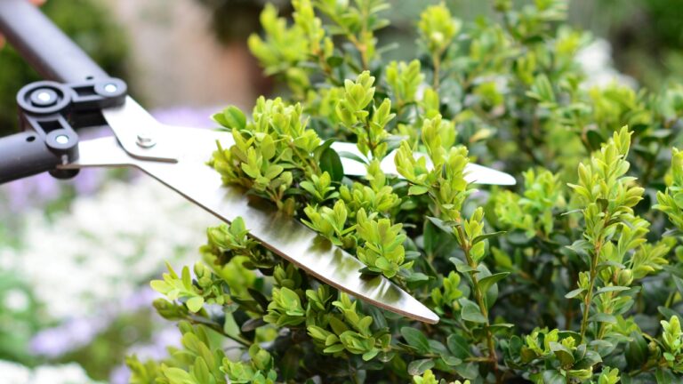 10 Spring Trimming Mistakes That Ruin Shrubs for the Whole Year