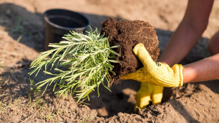 I put lavender in the wrong bed and realized too late it wanted different soil
