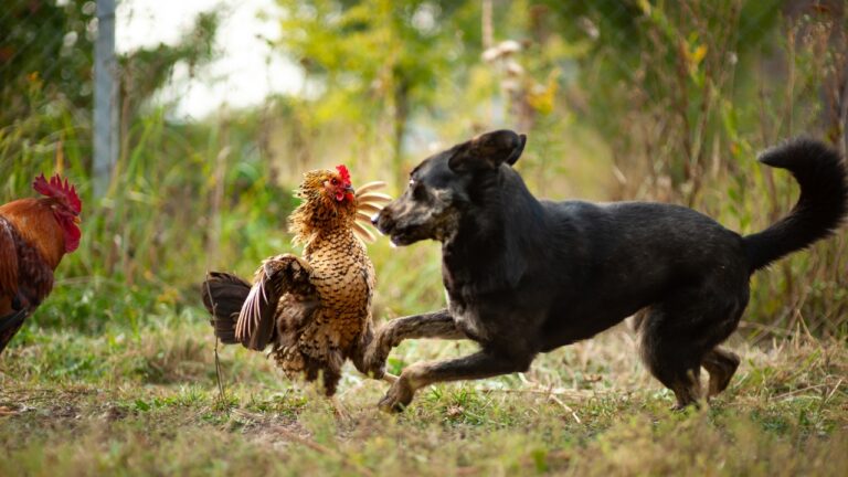 Neighbor’s Dog Keeps Chasing Chickens on Seven Acres — Then the Fence Argument Gets Personal
