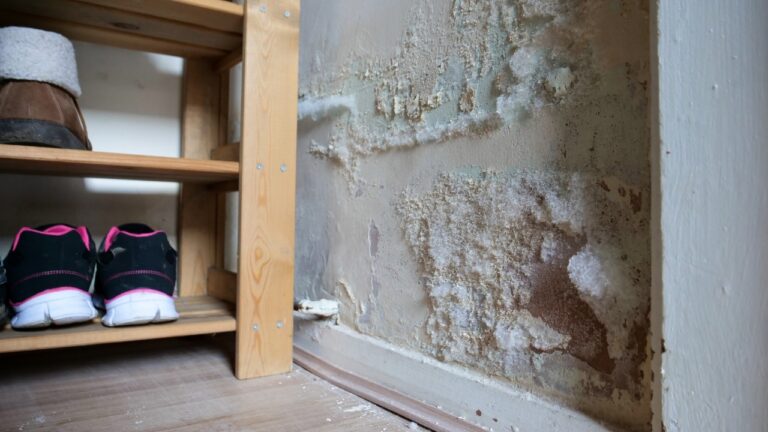 Tenant Says a Leak and Mold Went Unfixed — Then the Landlord Problem Became a Health and Housing Fight