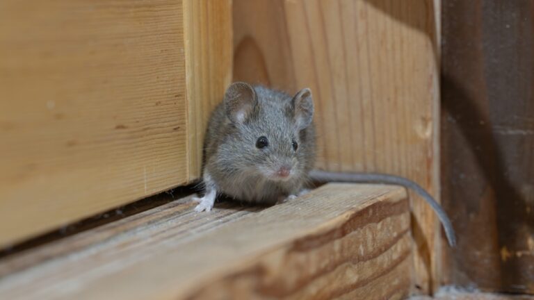 Young Homeowner Inherits a 200-Year-Old House Full of Mice — Then Realizes the Pest Problem Is Bigger Than Traps