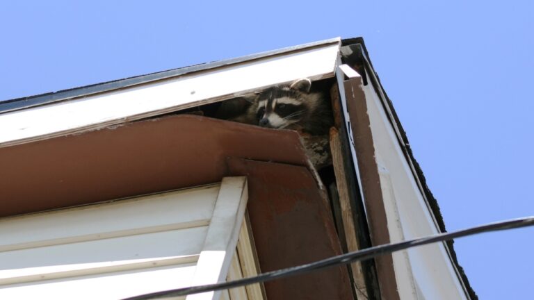 Homeowner Gets a $6,900 Quote After Raccoons Trash the Attic — Then Wonders If the Cleanup Price Is Fair
