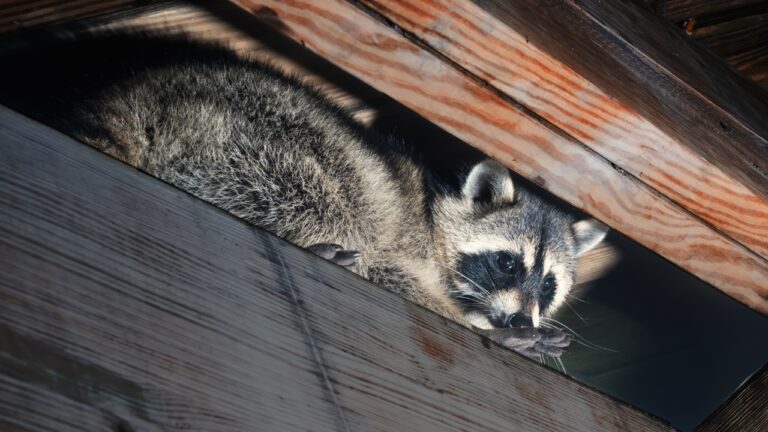 Homeowner Says a Raccoon Tore Into the Roof and Attic Vents — Now They’re Trying to Get It Out Without Making Things Worse