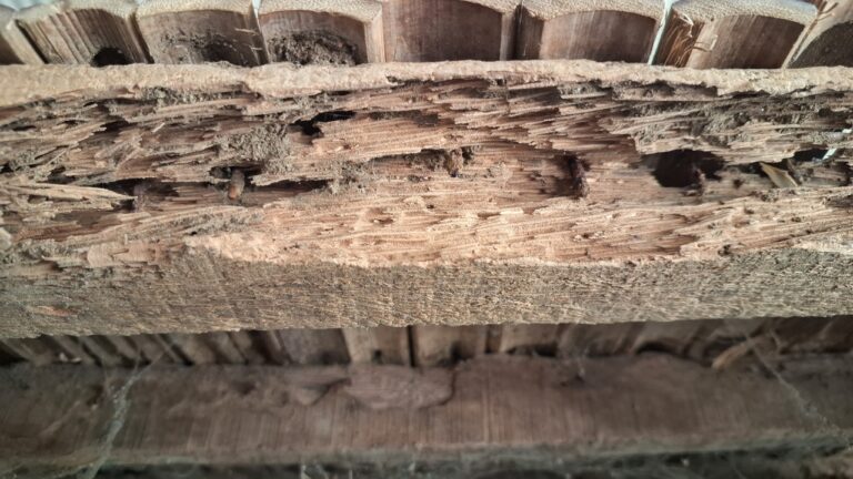 Homeowner Finds Termite Damage After Passing Inspection — Then Blown-In Insulation Exposes the Problem