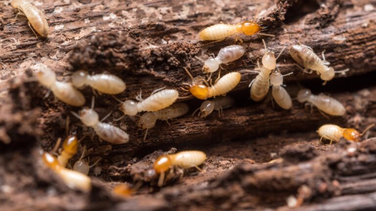 Buyer Finds a Major Termite Infestation After Closing — Then Suspects the Seller Covered It Up
