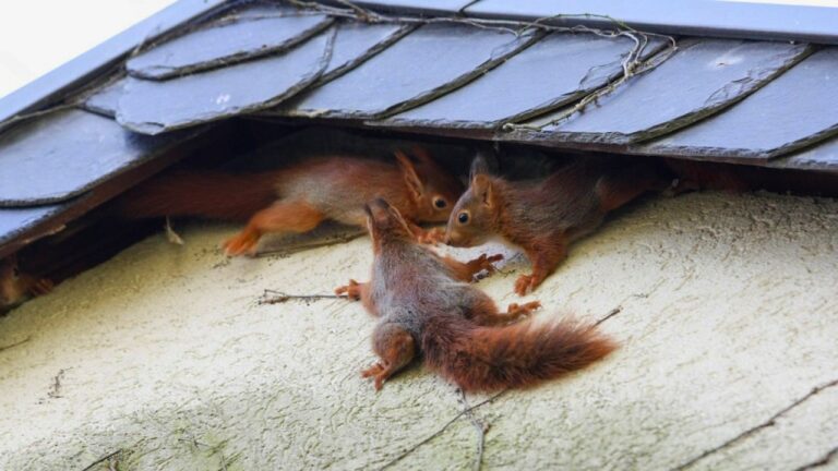 What Actually Keeps Squirrels Out of the Attic