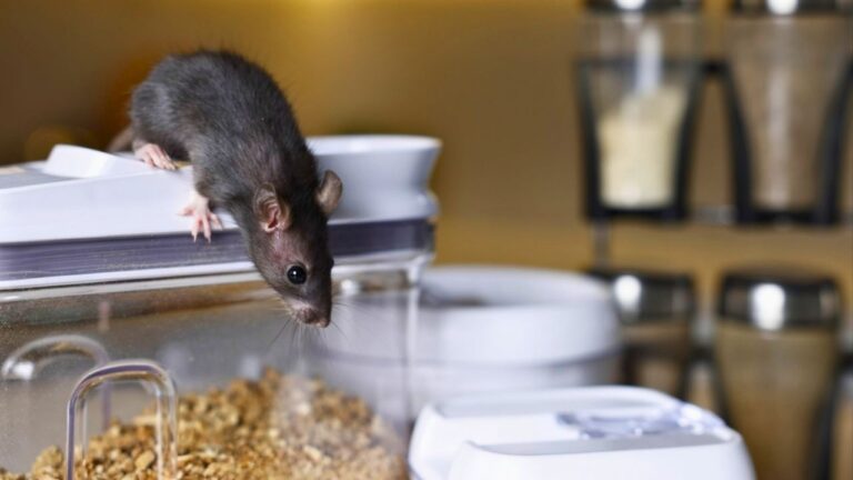 10 Ways Mice Are Getting Into Your House