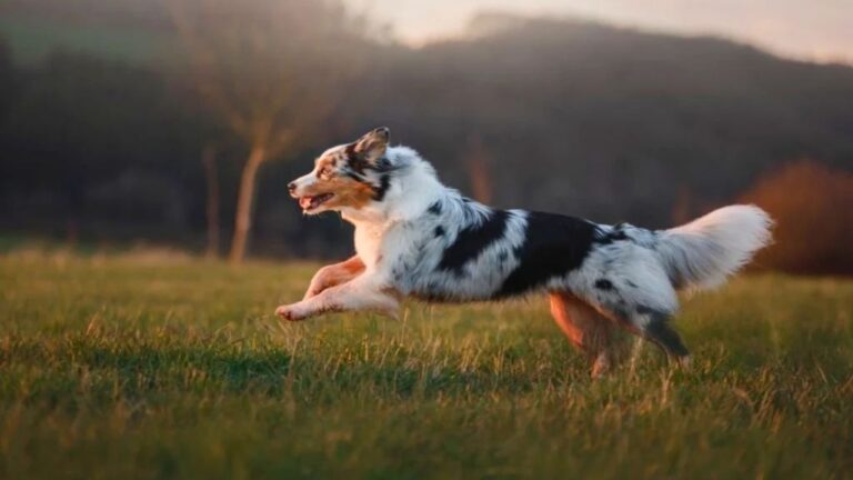 12 Dog Breeds That Do Best on a Few Acres
