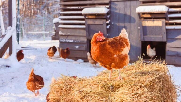 10 Chicken Breeds That Keep Laying Through the Cold
