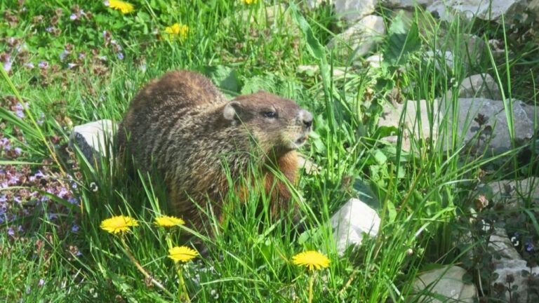 10 Yard Features That Groundhogs Treat as an Invitation