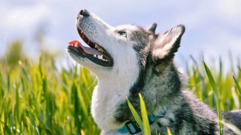 11 Dog Breeds That Were Built to Work Outdoors