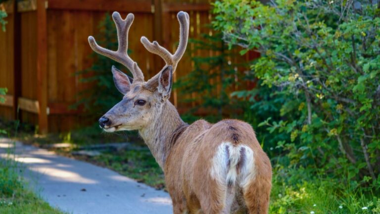 10 Things in Your Yard That Are Quietly Inviting Deer In
