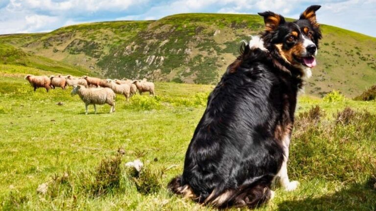 10 Dog Breeds That Do Best With a Lot of Land