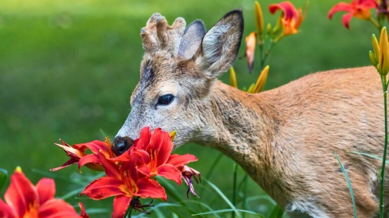 12 Plants Deer Will Destroy Before Anything Else
