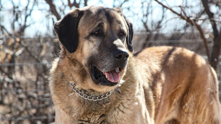 12 Dog Breeds That Guard a Property Without Being Trained