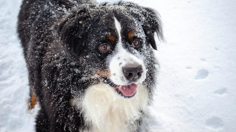 10 Dog Breeds That Handle Cold Weather Better Than Most