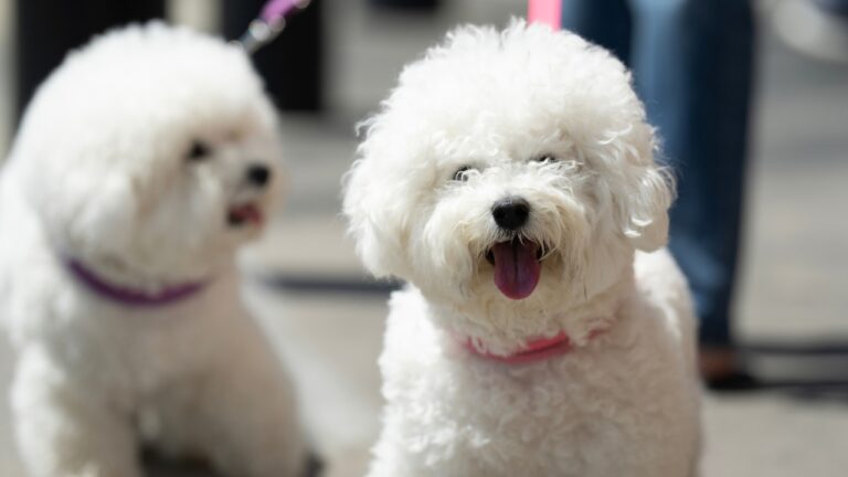 10 Dog Breeds That Bark the Least Around Strangers