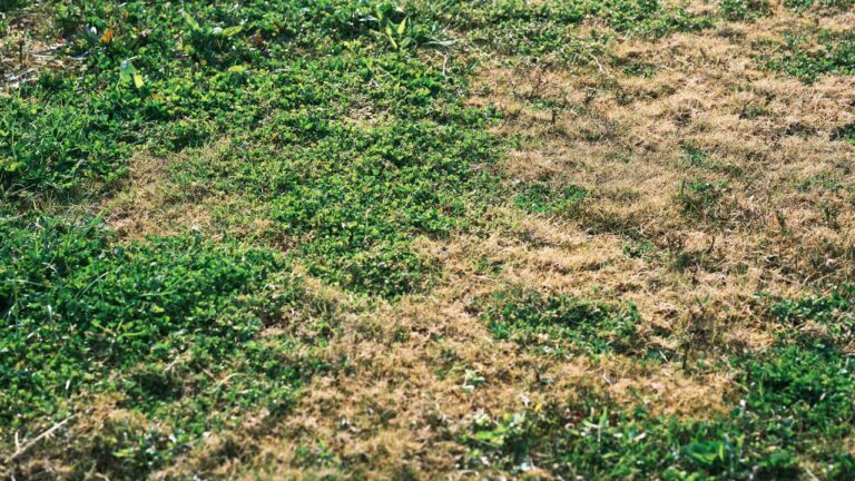 10 Reasons Grass Dies in the Same Spot Every Year