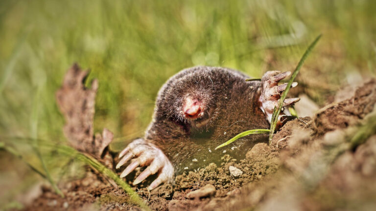 10 Signs You Have Moles and Not Something Else
