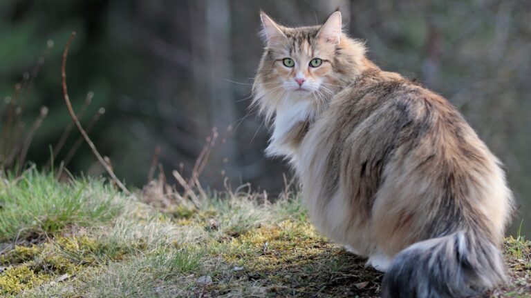 10 Cat Breeds That Actually Earn Their Keep