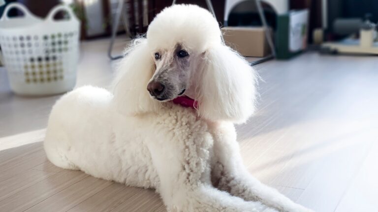 12 Dog Breeds That Are Calmer Than People Expect