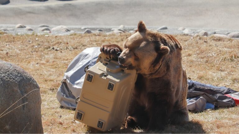 12 Things in a Yard That Bears Treat as Free Food