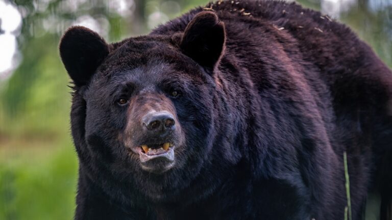 15 Facts About Black Bear Behavior That Every Rural Property Owner Should Know
