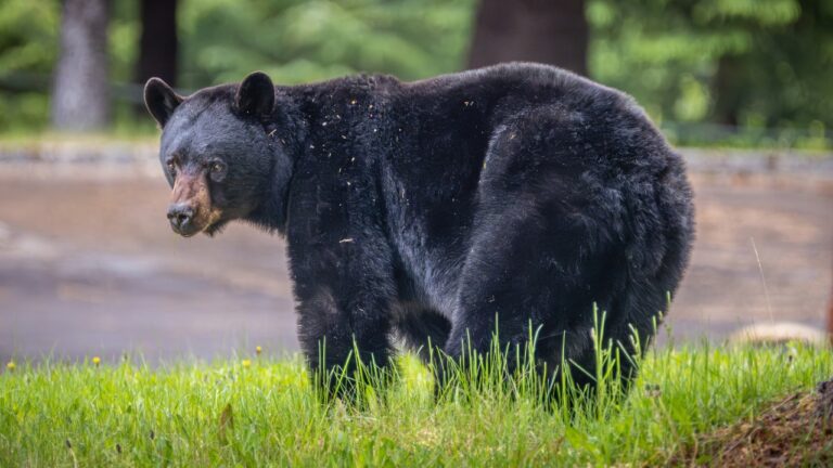 What Actually Keeps Black Bears Away From Your Property