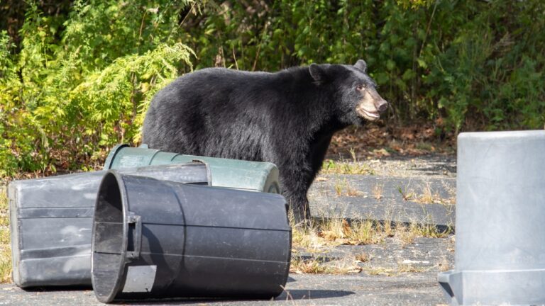 15 U.S. States Where Black Bears Are Raiding Property and Getting Bolder Every Year